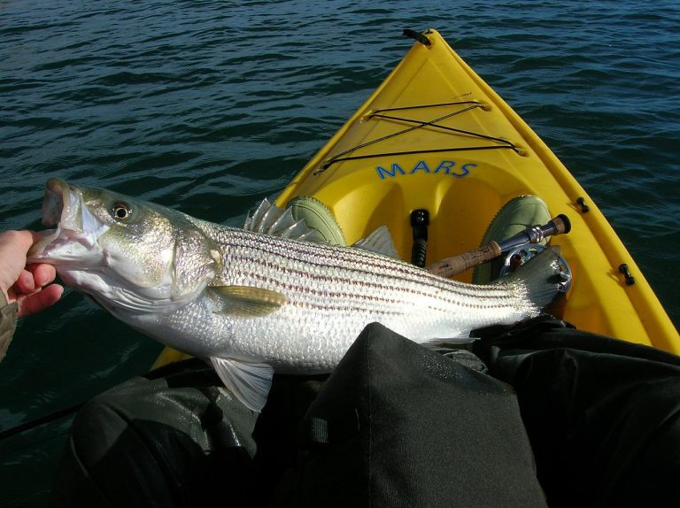 Kayak Bass Fishing: Caught A Bass